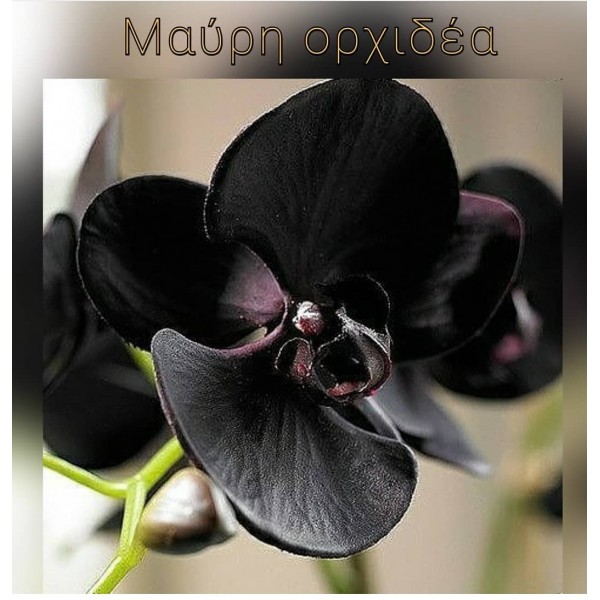 Κερί σόγιας – Μαύρη ορχιδέ...